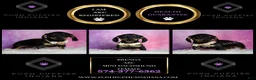 Miniature Dachshund dogs for sale: Brenda - Ad 2