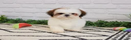 Shih Tzu dogs for sale: Freckles  - Ad 6