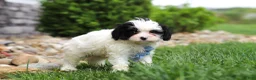 Cavapoo dogs for sale: Jackson - Ad 4