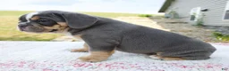 Beabull dogs for sale: Benji - Ad 5