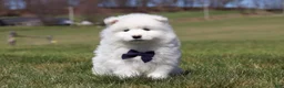 Samoyed dogs for sale: Koda - Ad 7