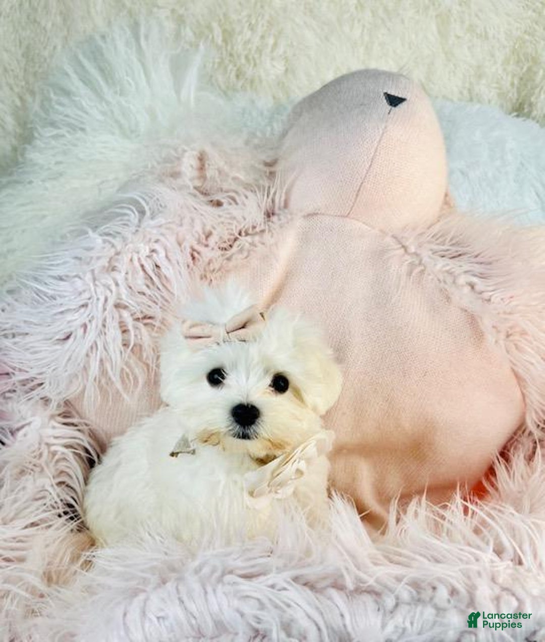 Maltese dogs for sale: Maltese Puppy 1 - Ad 1