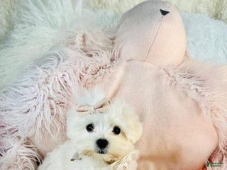 Maltese dogs Maltese Puppy 1 - Ad 26
