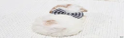 Toy Poodle dogs for sale: Boots - Ad 5