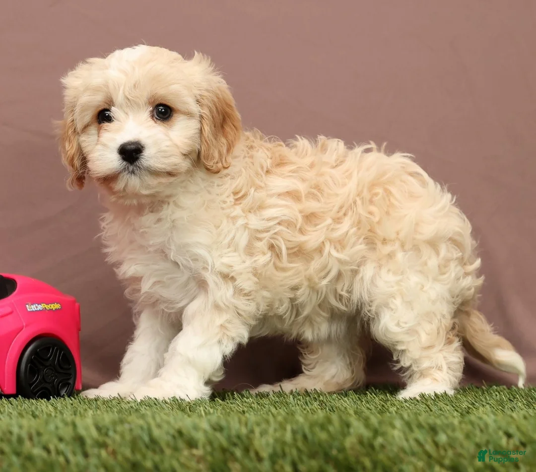Cavapoo dogs for sale: Lori - Ad 3