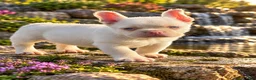 French Bulldog dogs for sale: Pink Bear  - Ad 13