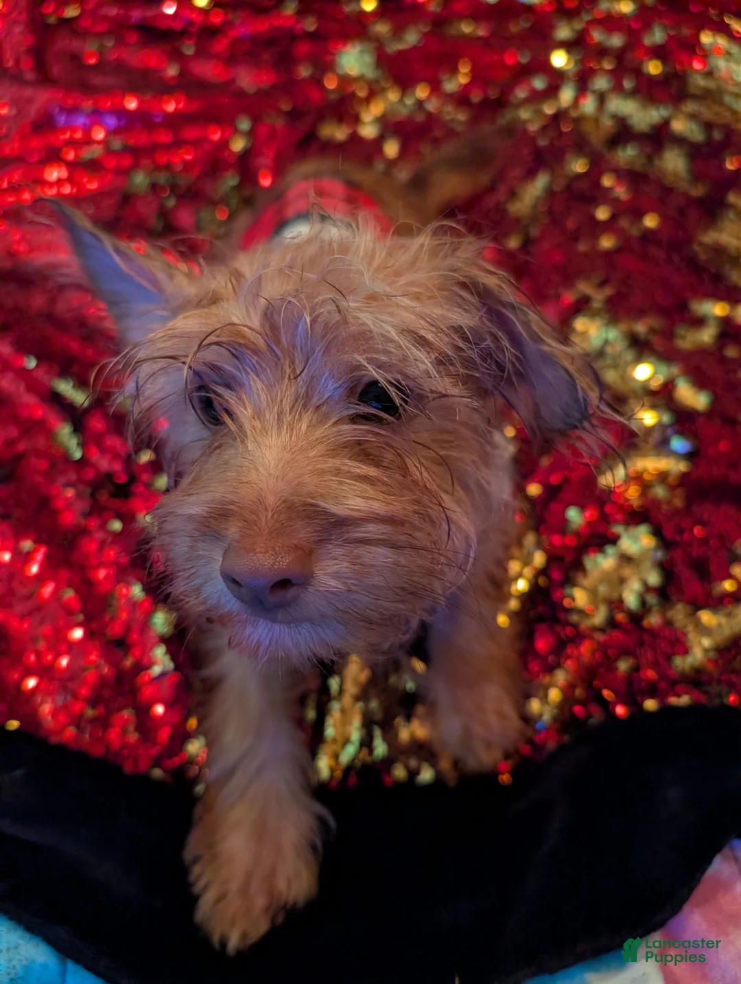Chorkie dogs for sale: Chorkie 2 - Ad 2