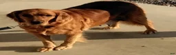 Golden Retriever dogs for sale: Bo - Ad 4