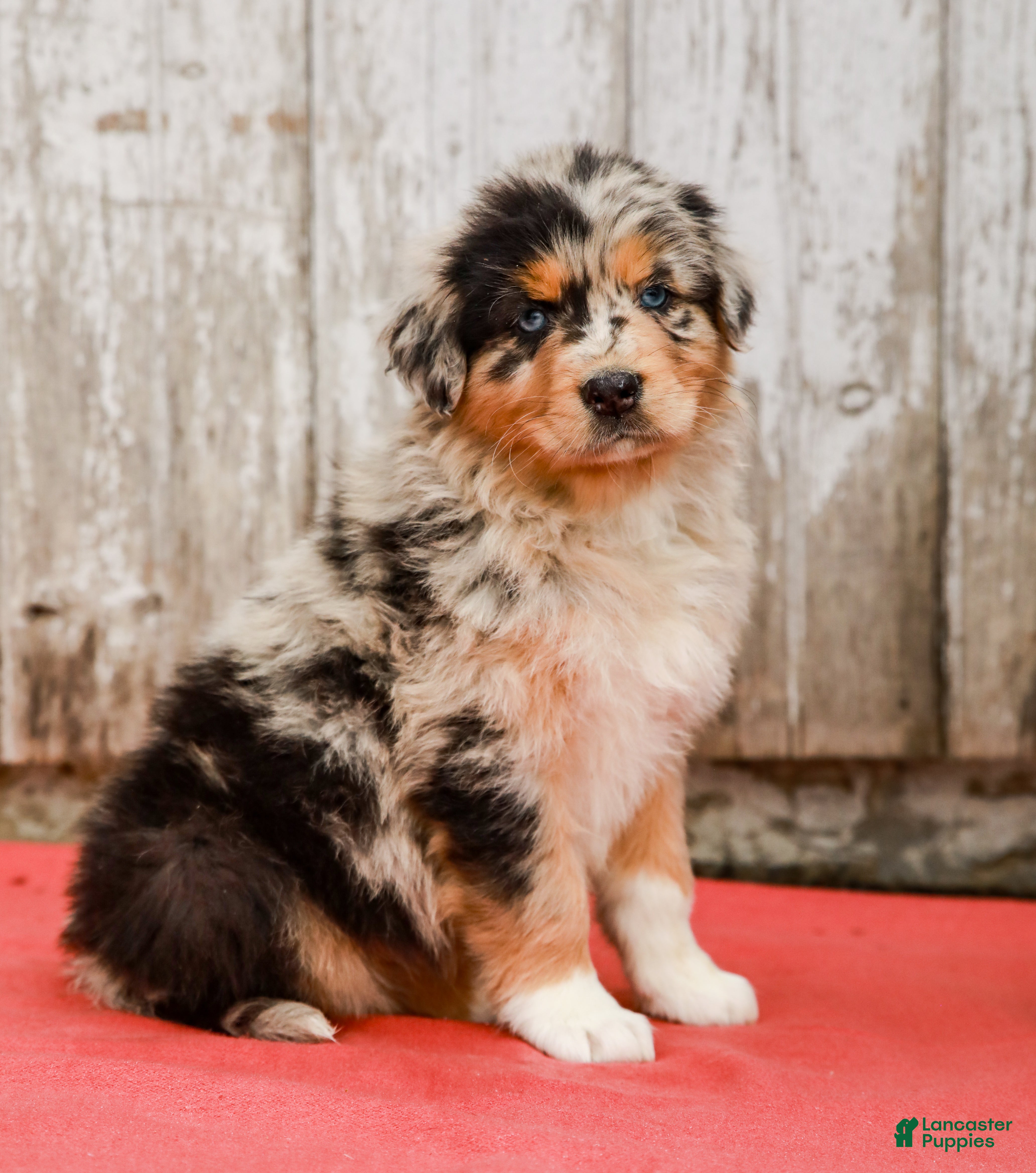 Australian Shepherd dogs Jackie - Ad 2