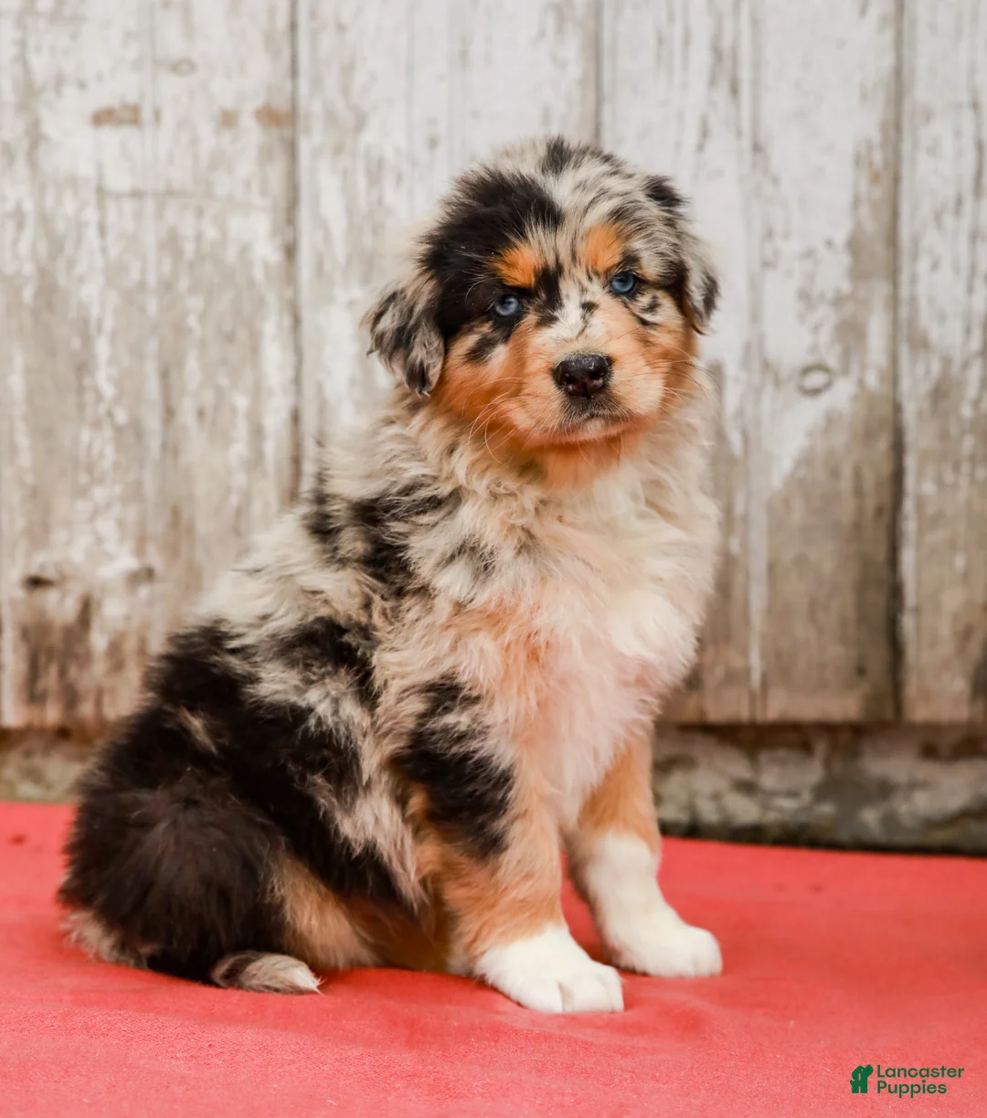 Australian Shepherd dogs for sale: Jackie - Ad 2