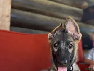 German Shepherd dogs Nora - Ad 3