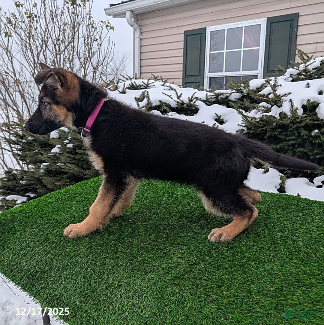German Shepherd dogs for sale: Willow - Ad 3