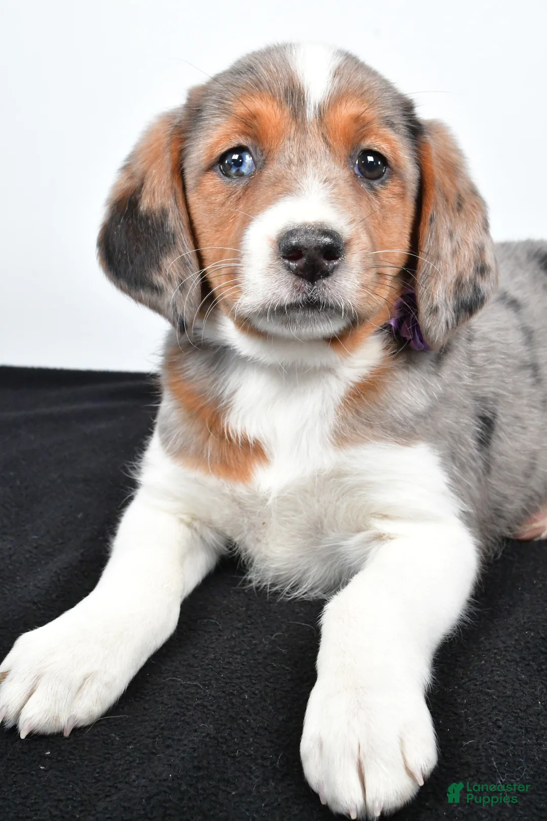 Mixed Breed dogs for sale: Twinkie - Ad 3