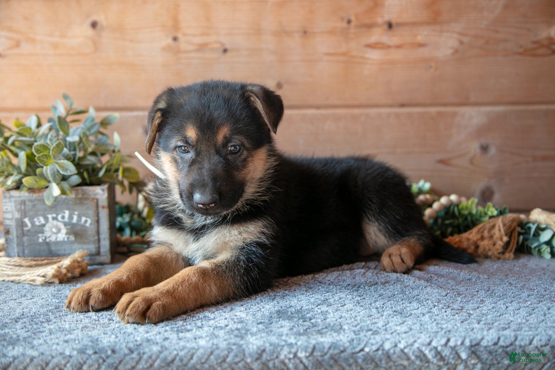 German Shepherd dogs for sale: Spree - Ad 2