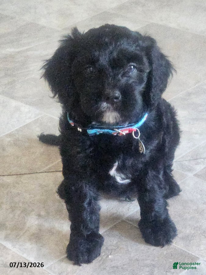 Cavapoo dogs Gus - Ad 2