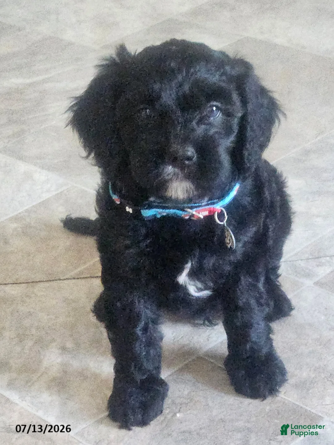 Cavapoo dogs for sale: Gus - Ad 2
