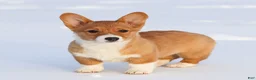 Welsh Corgi Pembroke dogs for sale: Kallie Welsh Corgi Pembroke Puppy - Ad 3