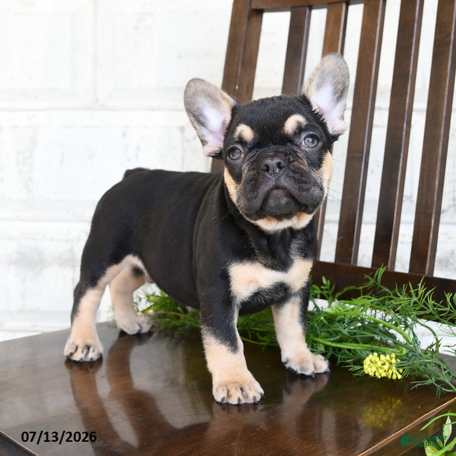French Bulldog dogs Hadlee - Ad 2
