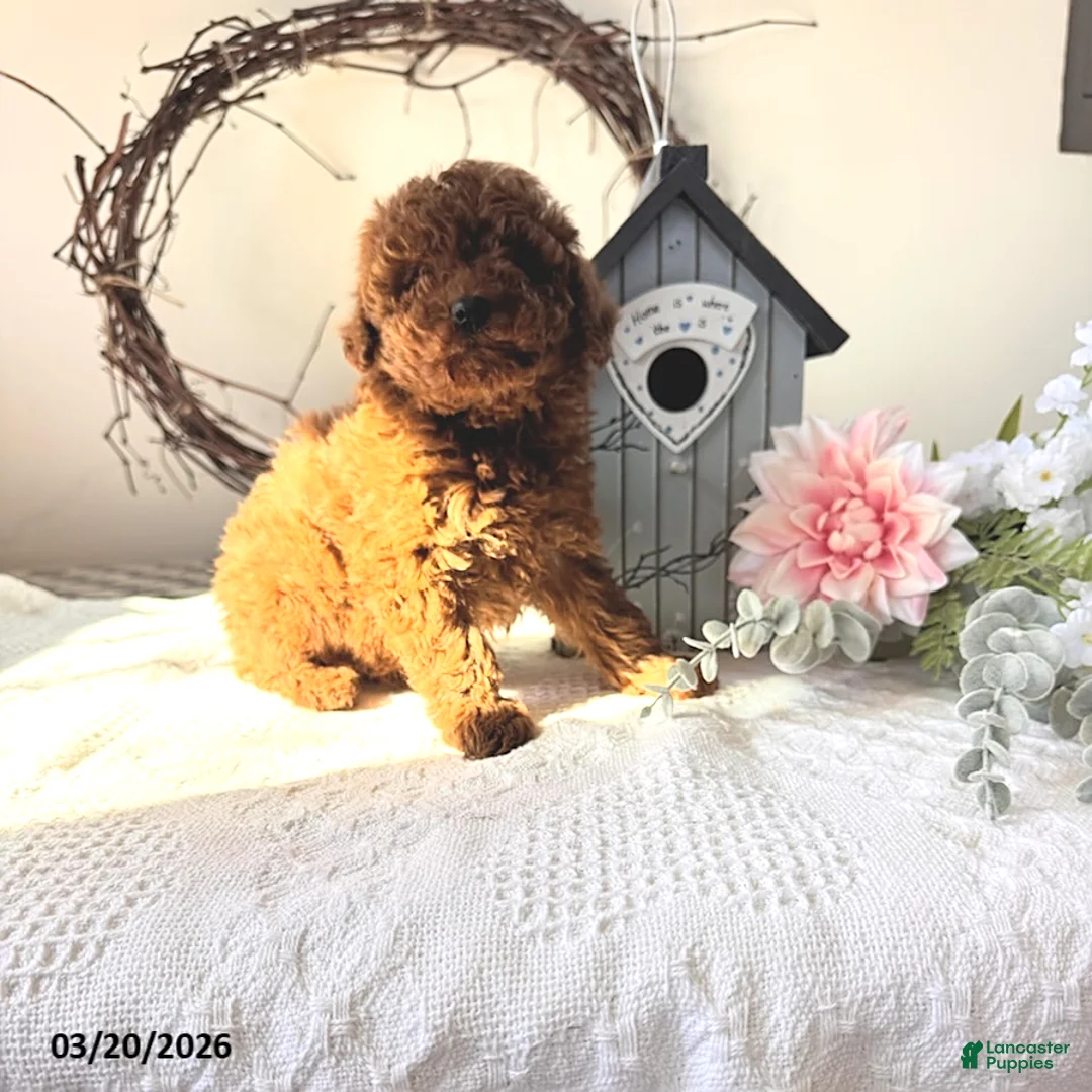 Toy Poodle dogs for sale: Buster - Ad 3