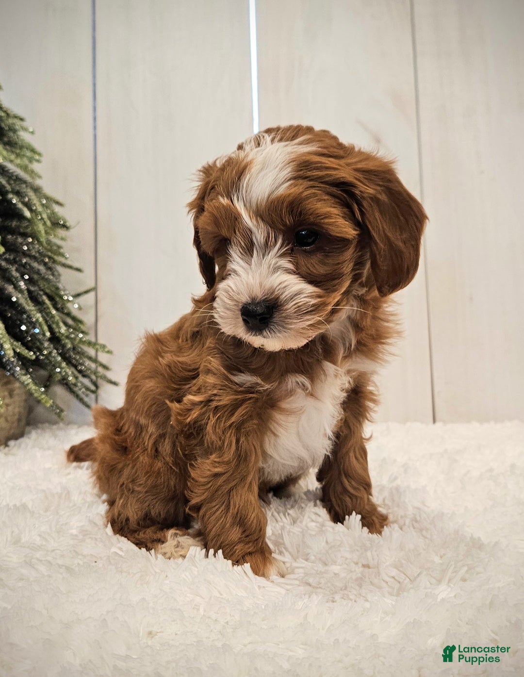 Mini Goldendoodle dogs for sale: Charlie F1B mini - Ad 10