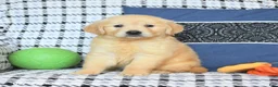 Golden Retriever dogs for sale: Teddy - Ad 5