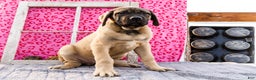 English Mastiff dogs for sale: Zeke - Ad 10