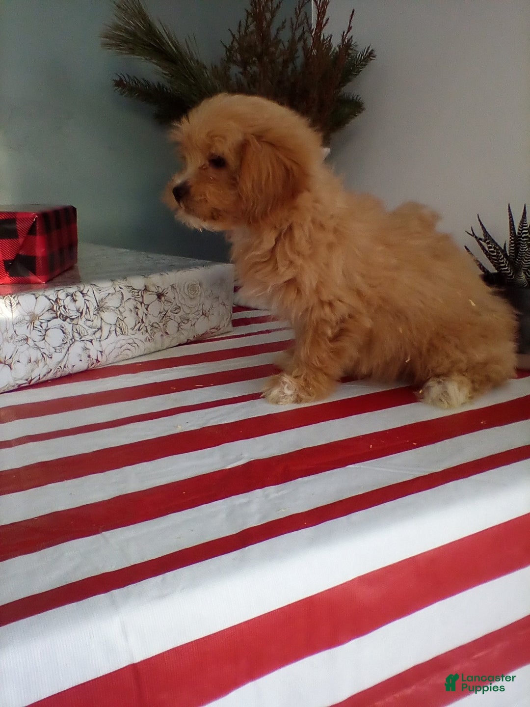Lhasapoo dogs for sale: Gigi - Ad 2