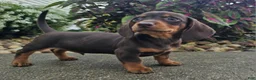 Dachshund dogs for sale: Rock - Ad 8