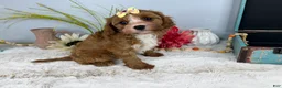 Cavapoo dogs for sale: Zoe  - Ad 8