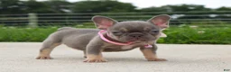 French Bulldog dogs for sale: Porcha - Ad 5