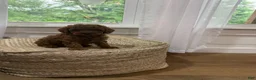 Mixed Breed dogs for sale: Snickers - Ad 3