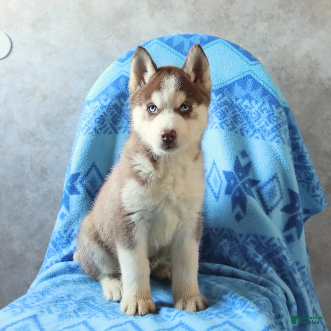 Siberian Husky dogs for sale: Timber - Ad 3