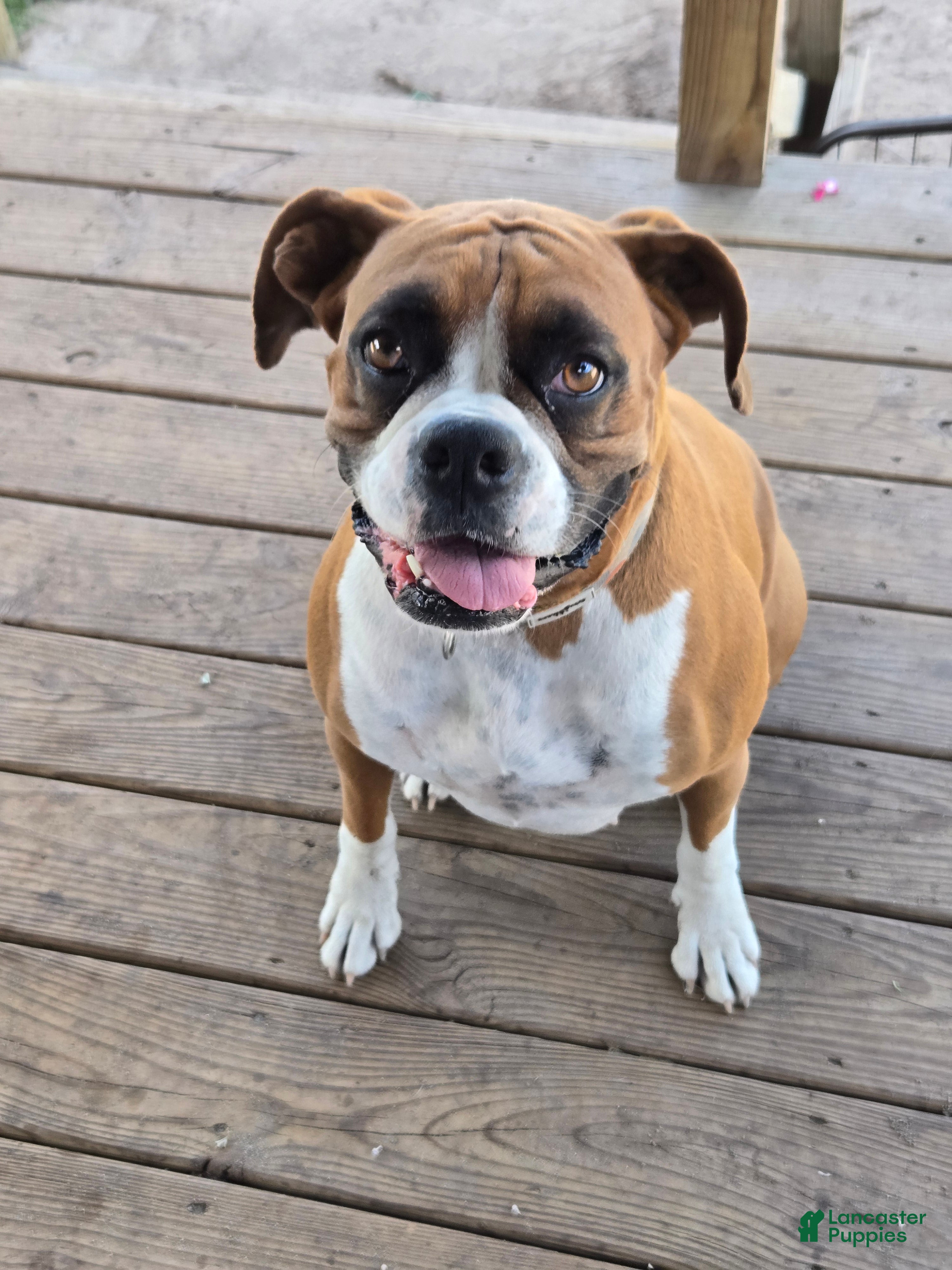 Boxer dogs Stevie - Ad 2