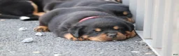 Rottweiler dogs for sale: Max - Ad 3