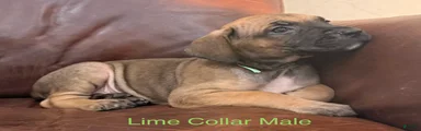 Cane Corso Puppy Male Lime Collar 