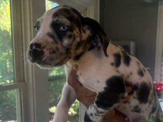 Great Dane dogs - Ad 15