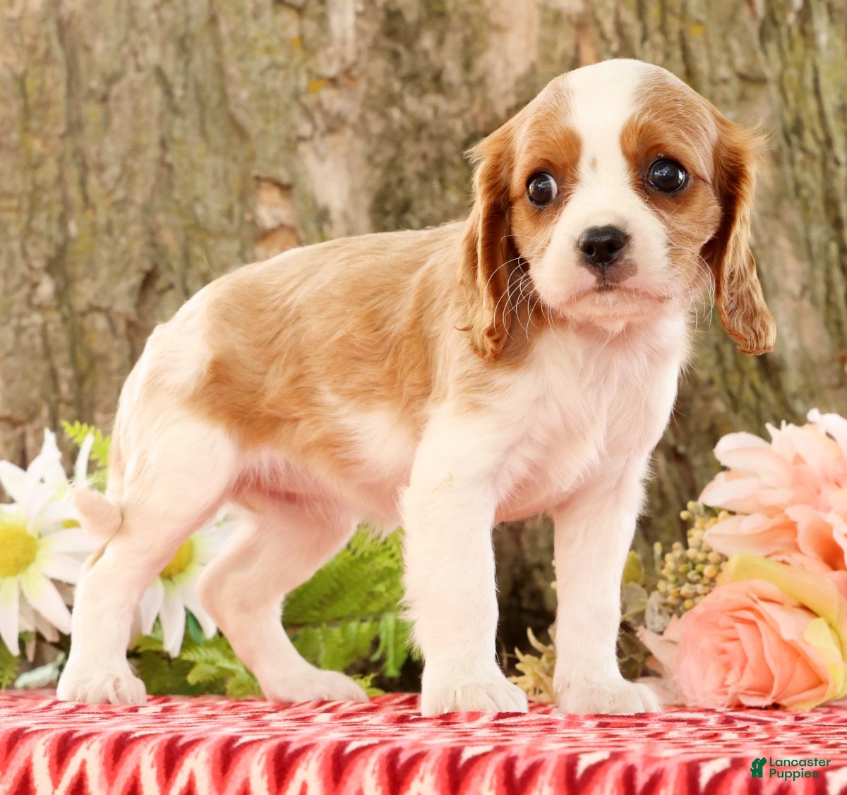 Cavalier King Charles Spaniel dogs for sale: Zaylee - Ad 1