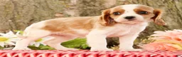 Cavalier King Charles Spaniel dogs for sale: Zaylee - Ad 1