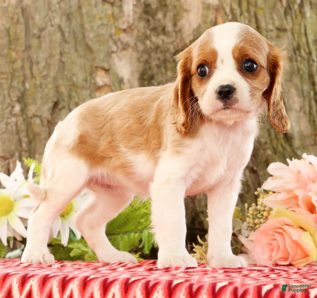 Cavalier King Charles Spaniel dogs for sale: Zaylee - Ad 1