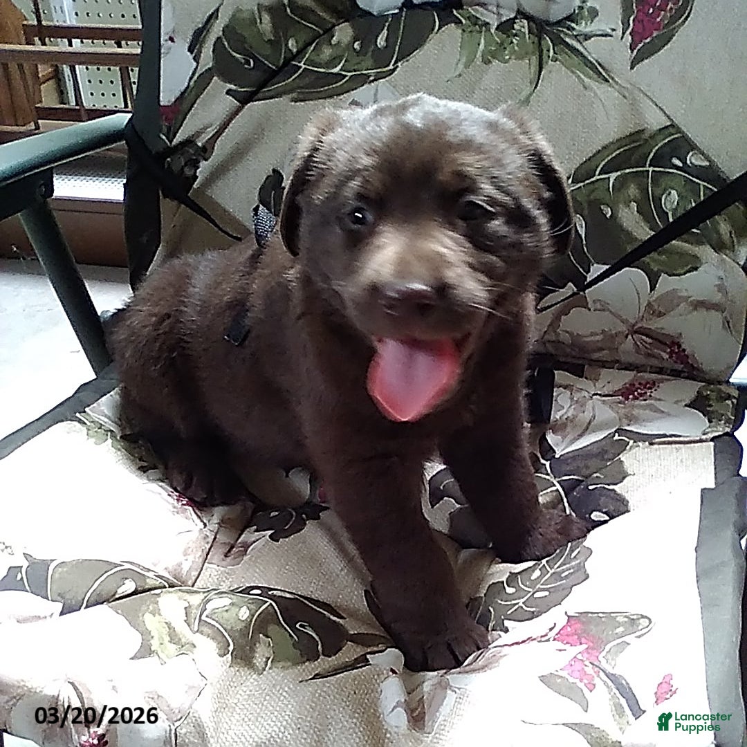 Labrador Retriever dogs Rocky - Ad 2