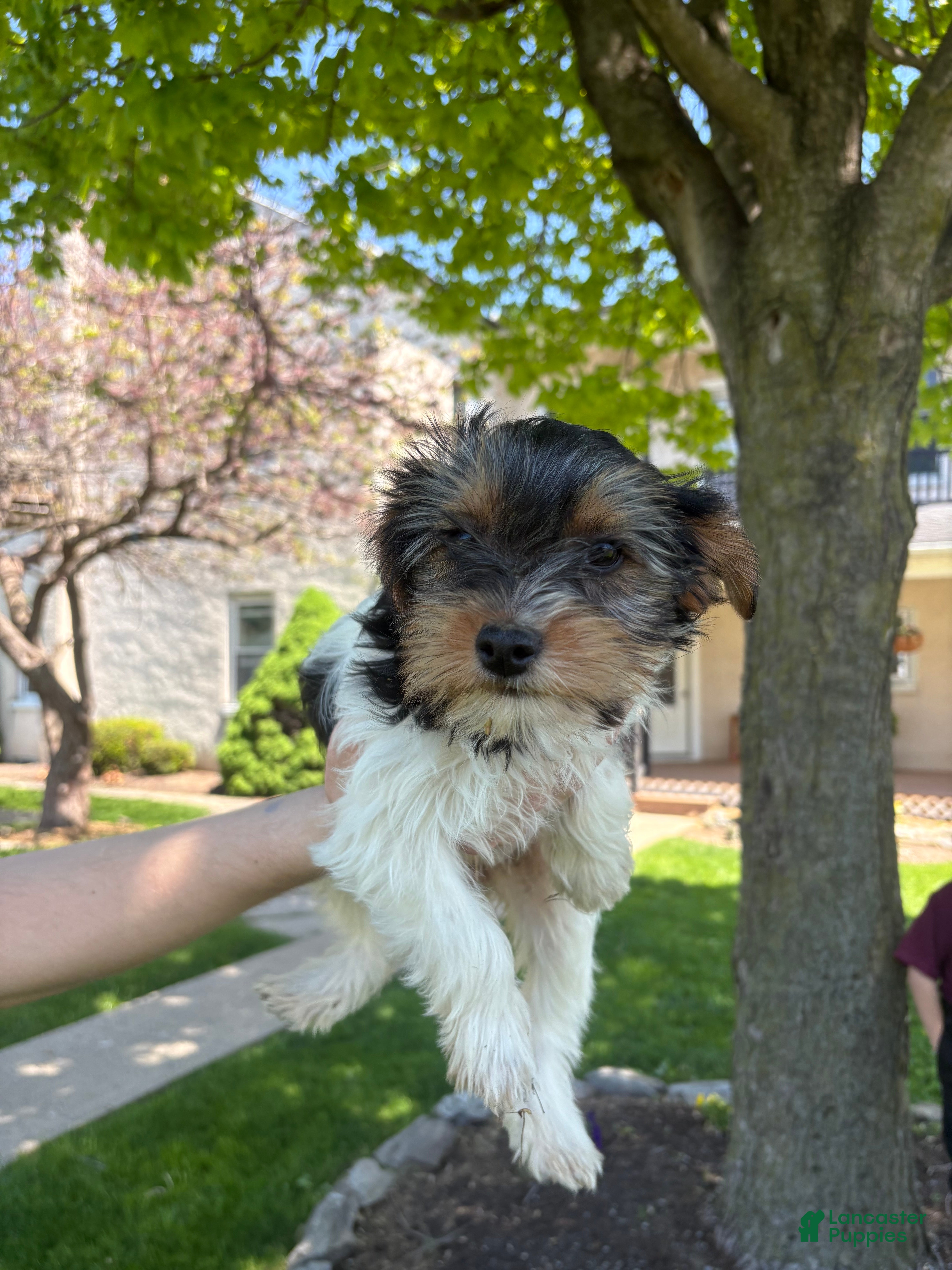 Mixed Breed dogs Pebbles - Ad 12