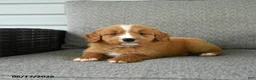 Bernedoodle dogs for sale: Slippers - Ad 3