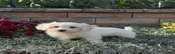 Coton De Tulear dogs for sale: Coco - Ad 1