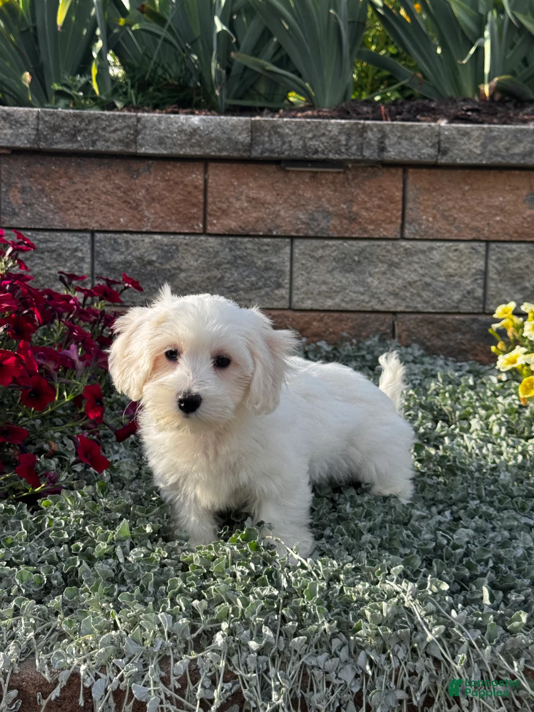 Coton De Tulear dogs for sale: Coco - Ad 1