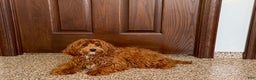 Cockapoo dogs for sale: Bonnie - Ad 4