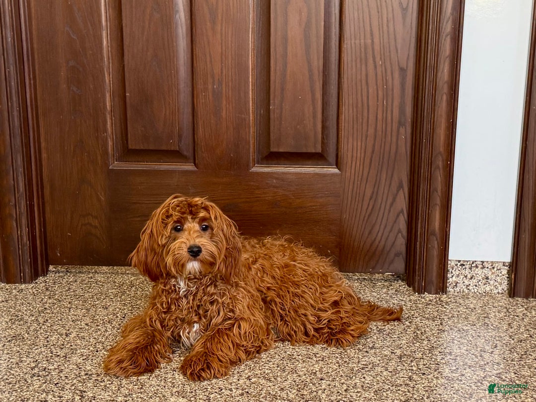 Cockapoo dogs for sale: Bonnie - Ad 4