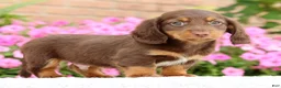 Miniature Dachshund dogs for sale: Dominic - Ad 5