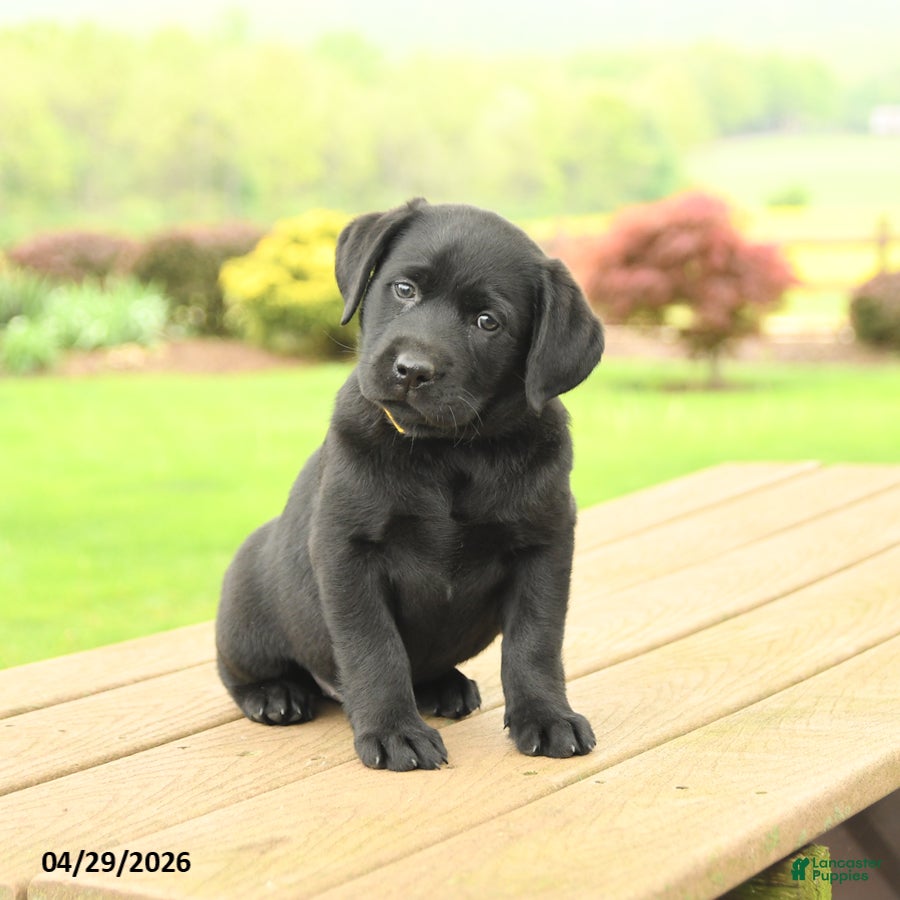 Labrador Retriever dogs for sale: Bailey - Ad 2