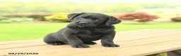 Labrador Retriever dogs for sale: Bailey - Ad 1