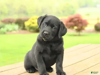 Labrador Retriever dogs for sale: Bailey - Ad 2